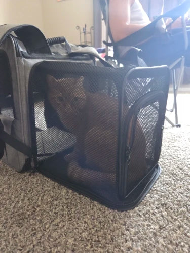 Customer photo: ginger cat sitting inside the VELNA pet backpack carrier