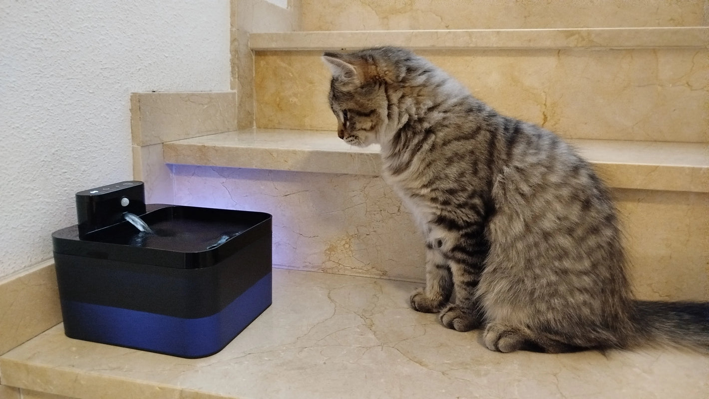 Customer photo: tabby cat beside the VELNA stainless steel pet fountain